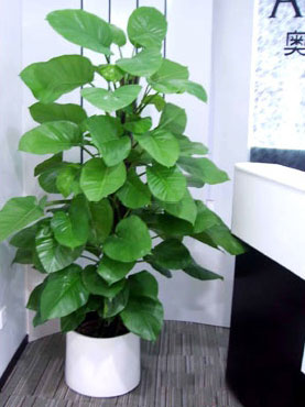 大綠籮(大盆植物)