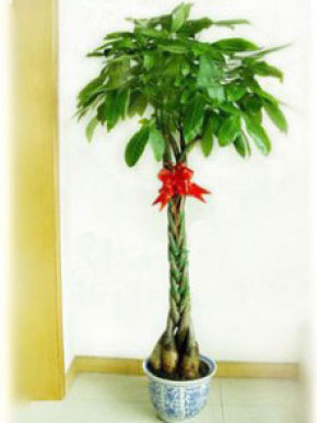 辮子發(fā)財(cái)樹(shù)(大盆植物)