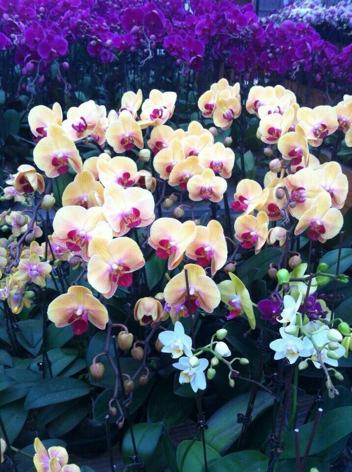 彩色蝴蝶蘭組合(新高端產(chǎn)品)