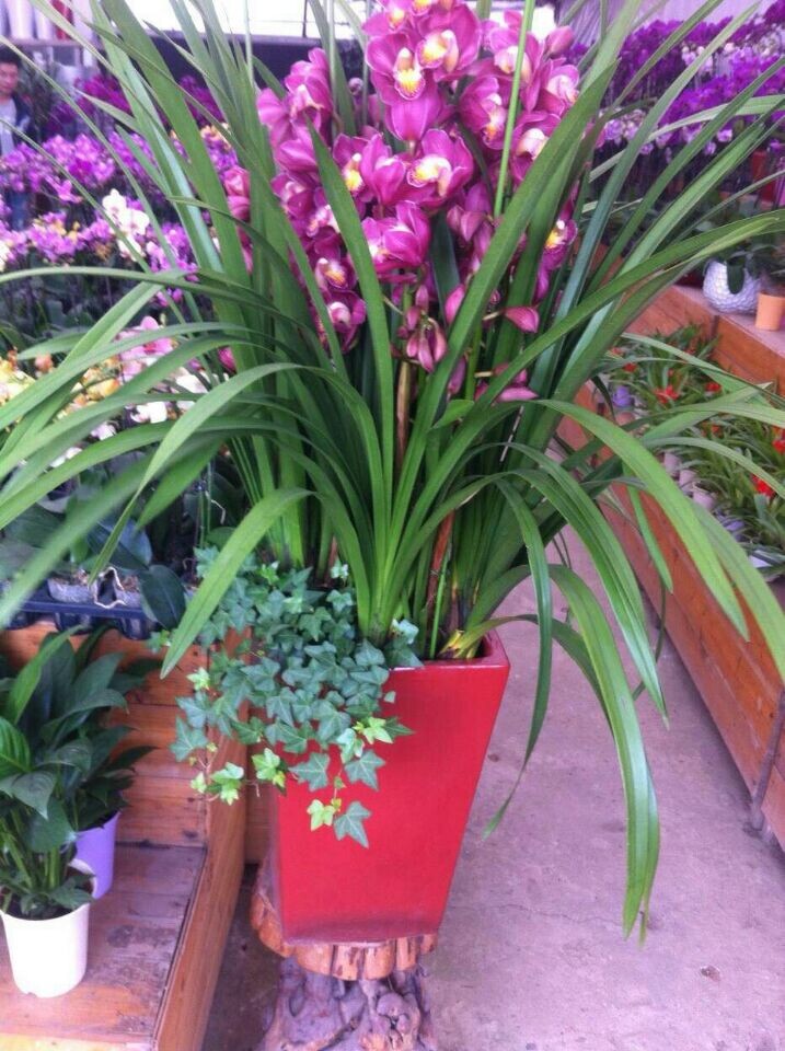 蕙蘭組合(新高端產(chǎn)品)