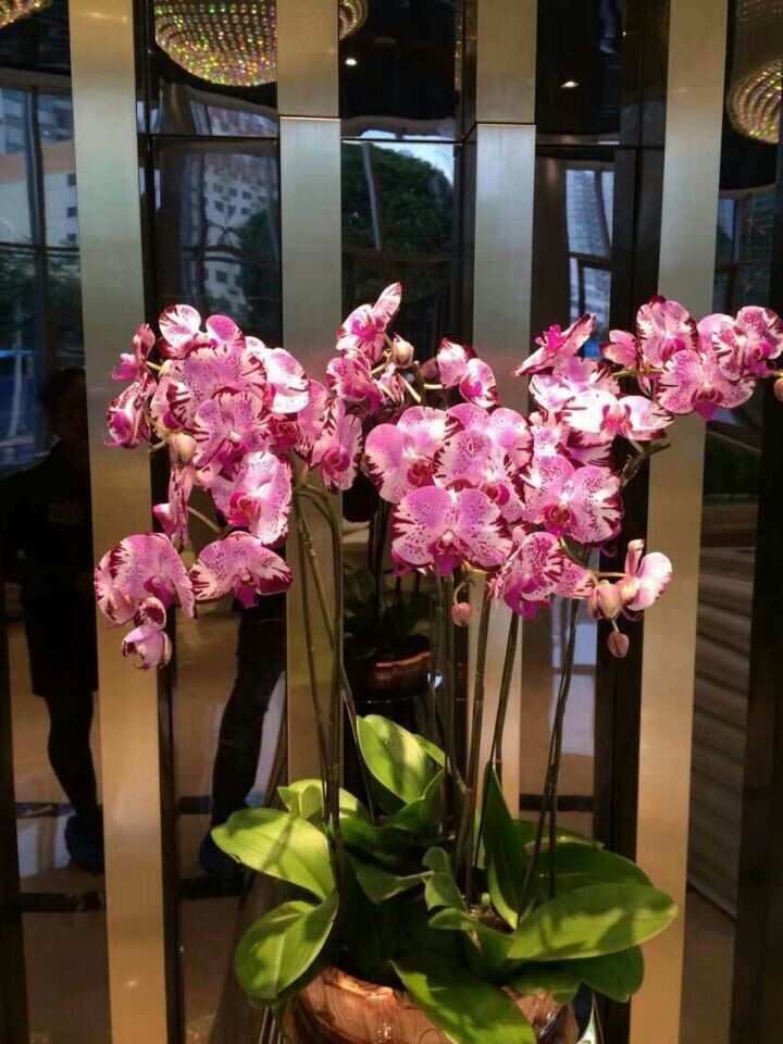 彩色蝴蝶蘭組合(新高端產(chǎn)品)