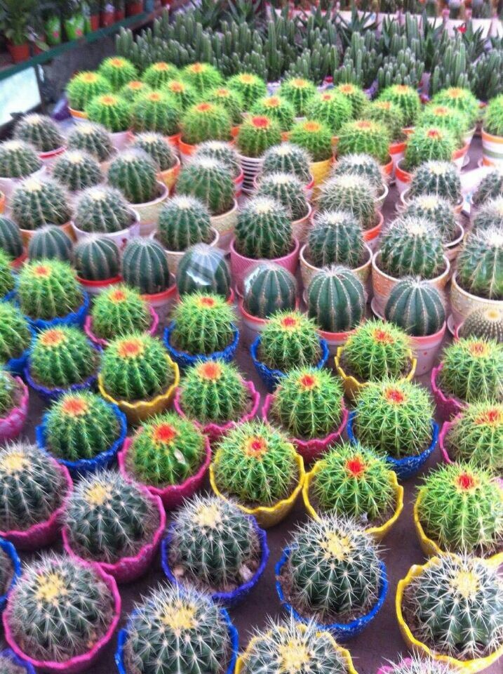 金虎(新時(shí)令小品)