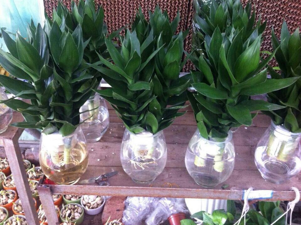 觀音竹(新時令小品)