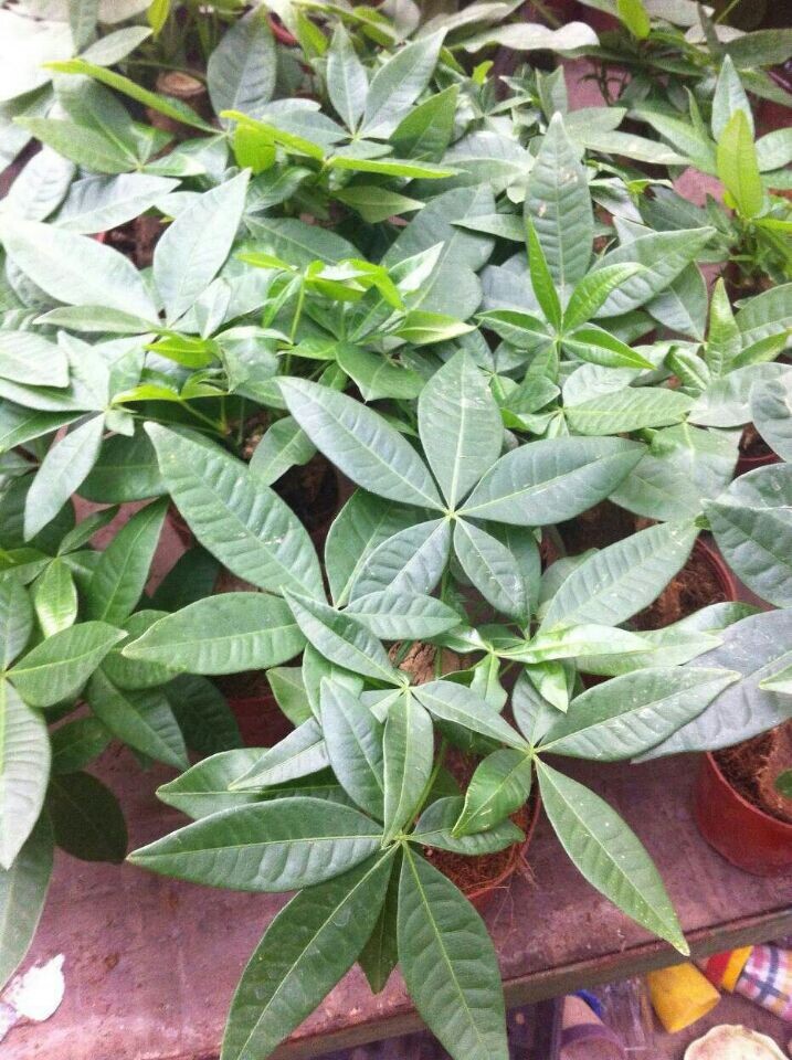 小發(fā)財樹(新時令小品)