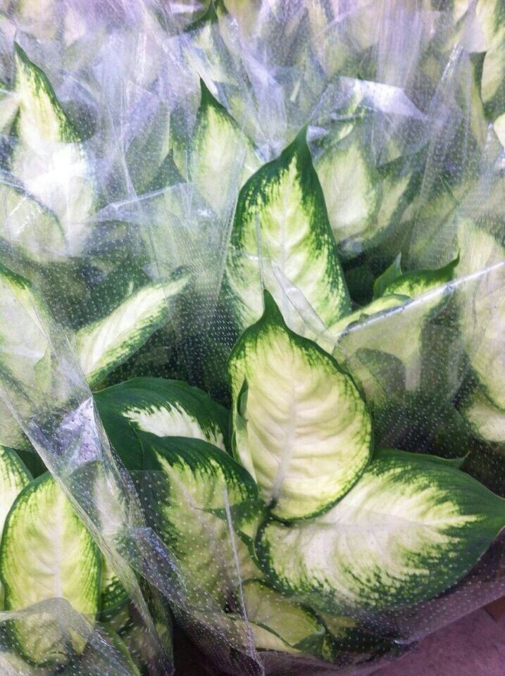 馬利安(新時令小品)