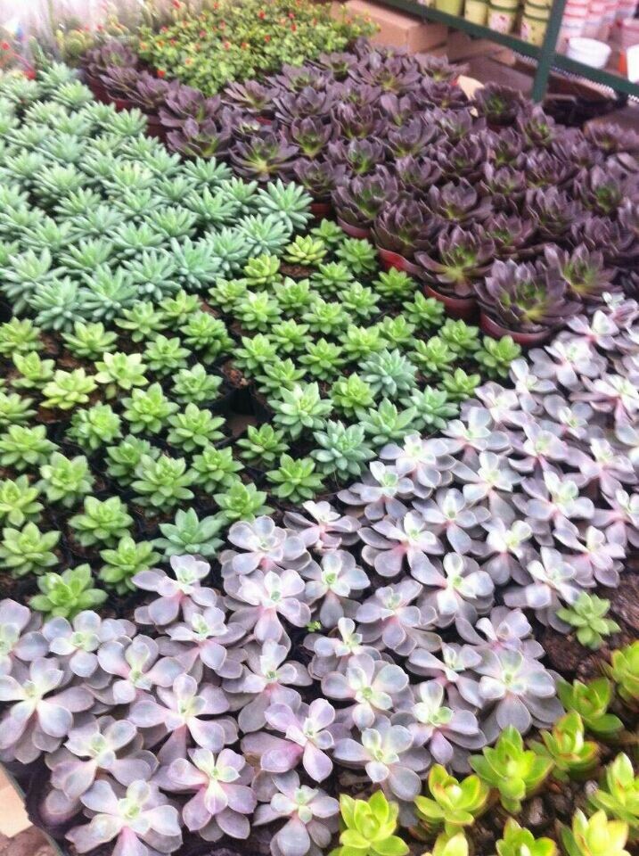 觀音蓮(新時(shí)令小品)