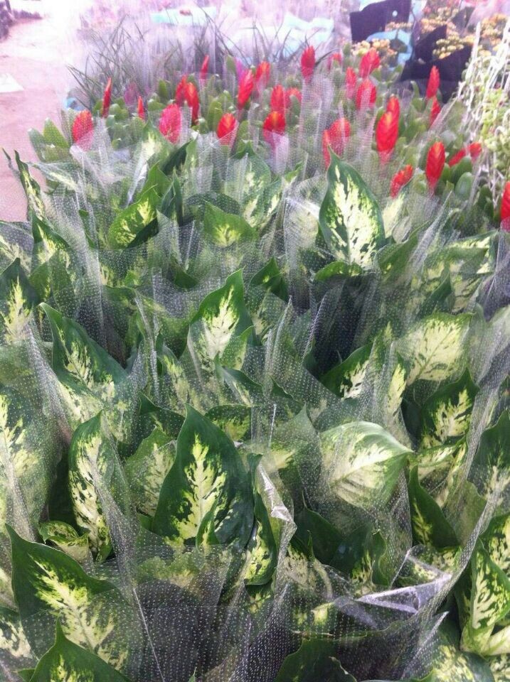 花葉萬年青(新時令小品)