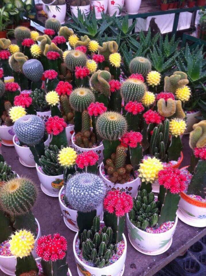 彩色小仙人掌組合(新時(shí)令小品)