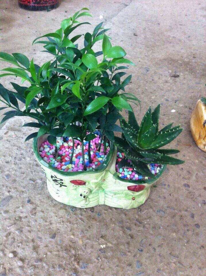 小幸福樹組合(新產(chǎn)品組合)