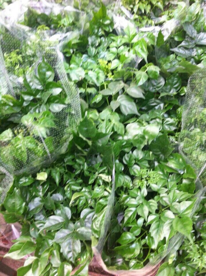 小綠寶(新時令小品)