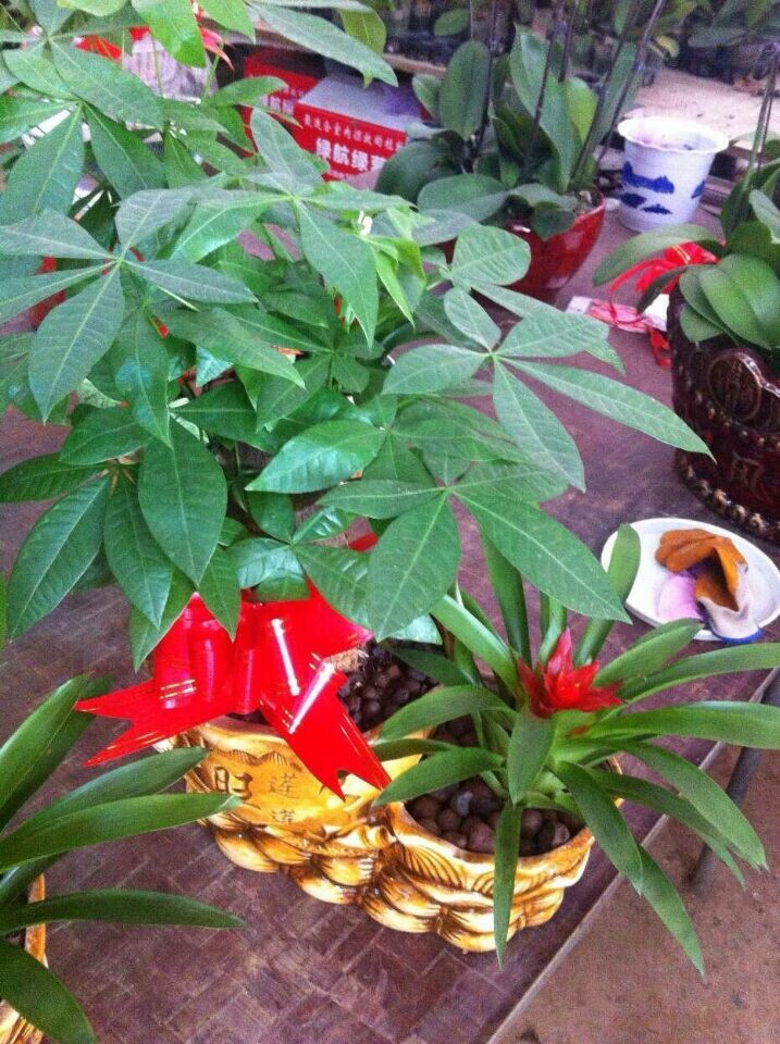 小發(fā)財(cái)樹(shù)組合(新產(chǎn)品組合)