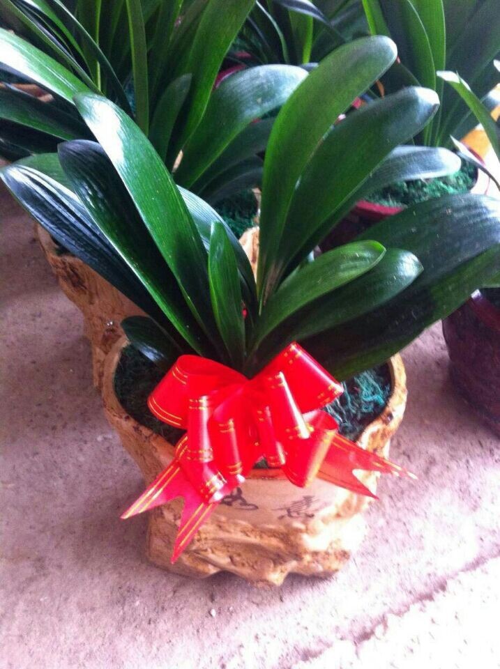 君子蘭組合(新產(chǎn)品組合)