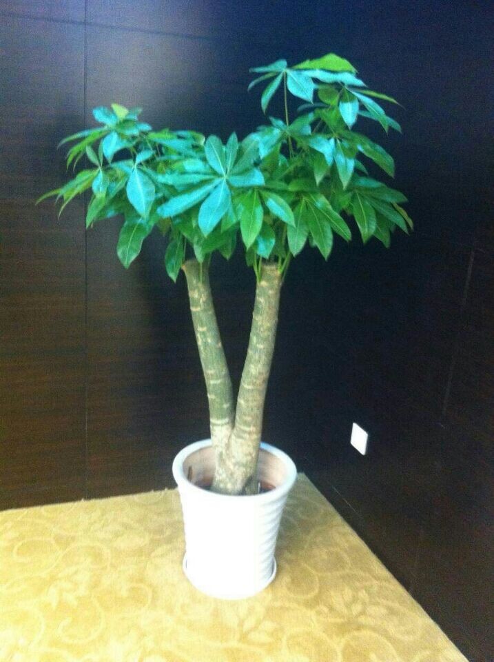 發(fā)財樹(大盆產(chǎn)品)