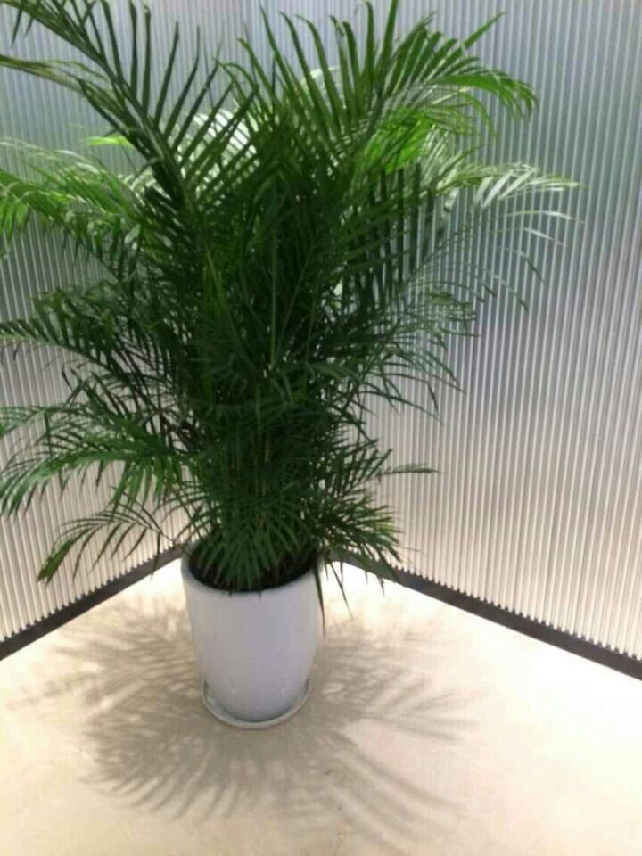 大散尾葵(高端產(chǎn)品)