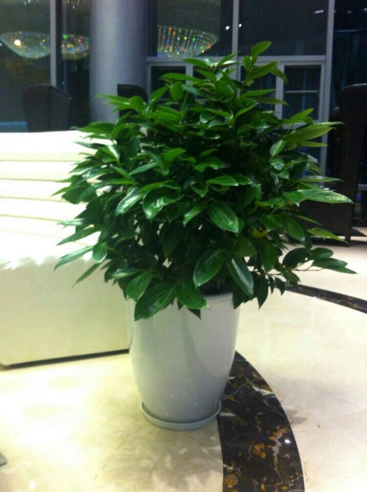 平安樹(高端產(chǎn)品)