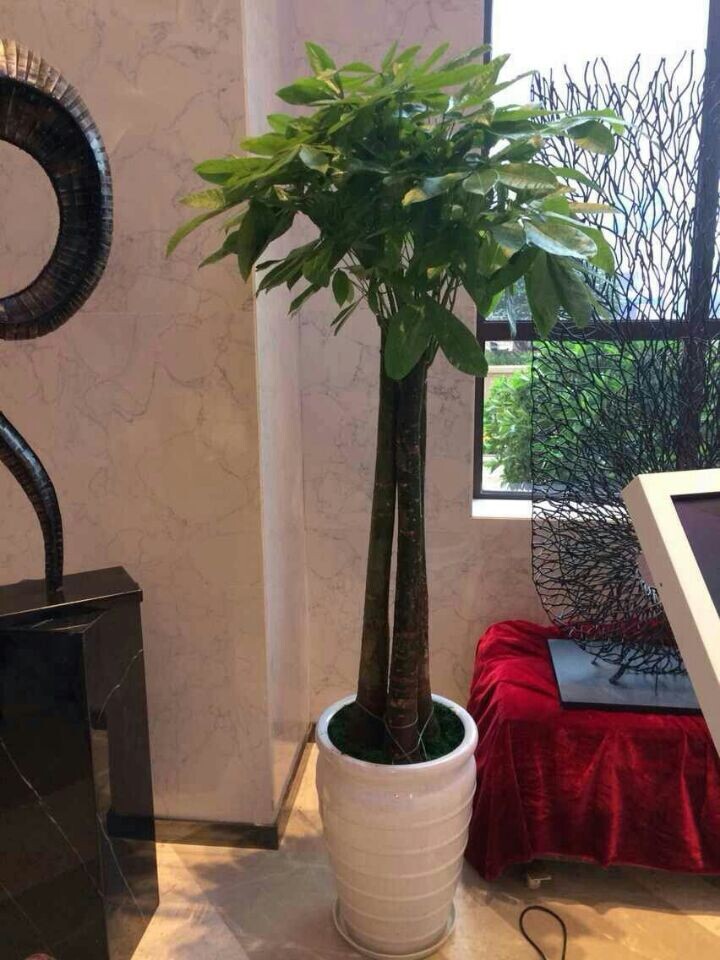 大發(fā)財樹(高端產(chǎn)品)