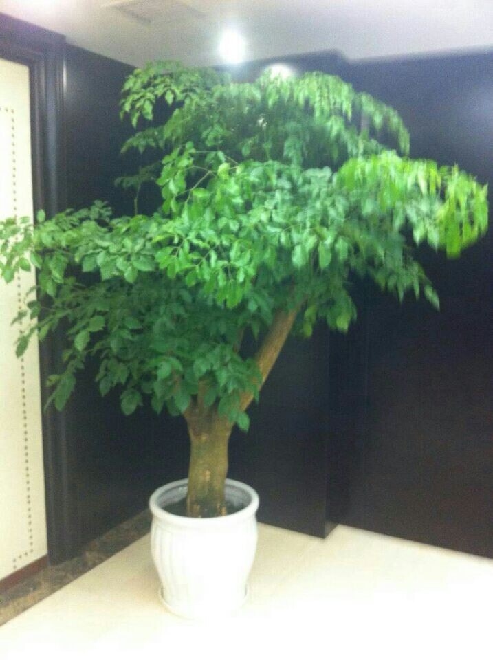 大幸福樹(shù)(大盆植物)