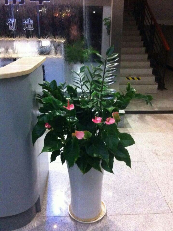 粉掌組合(高端產(chǎn)品組合)