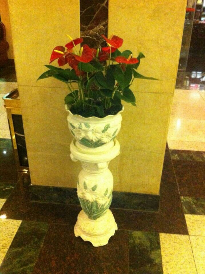 大紅掌組合(高端產(chǎn)品組合)