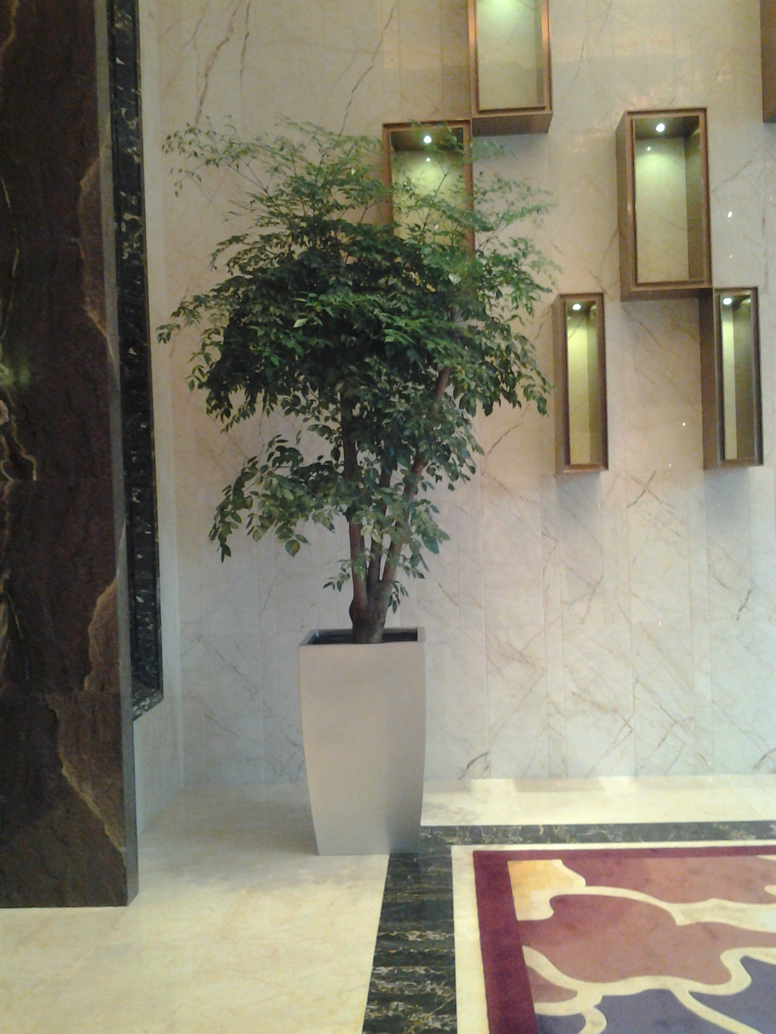 大幸福樹(高端產(chǎn)品)