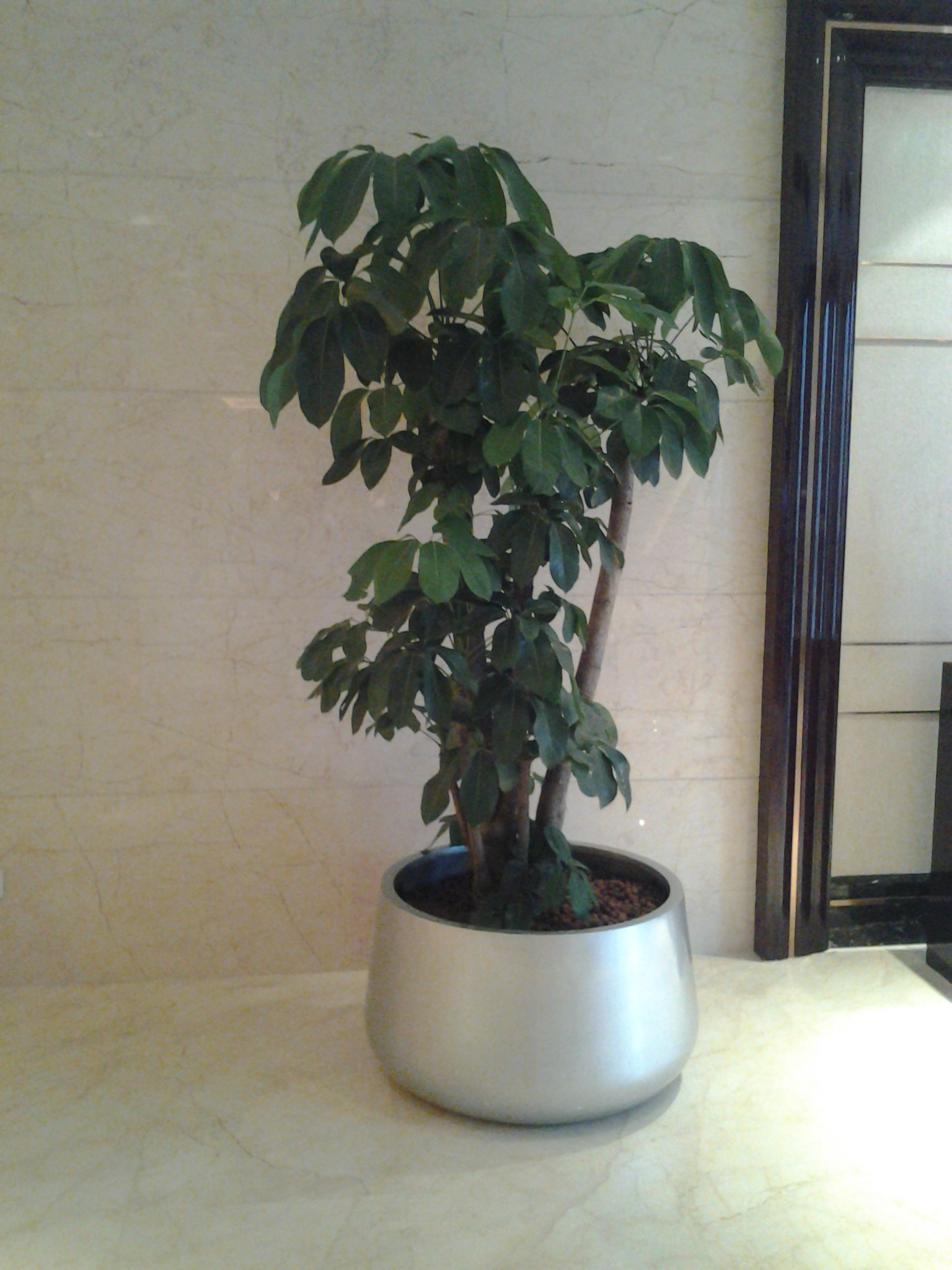 大葉傘(高端產(chǎn)品)