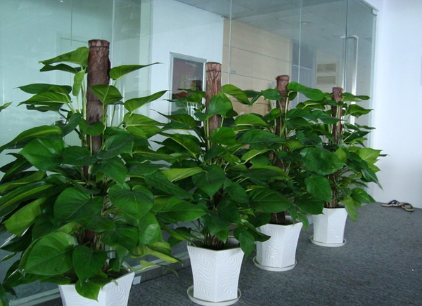 綠蘿(大盆植物)