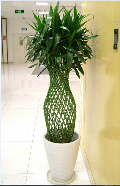 富貴竹籠(大盆植物)