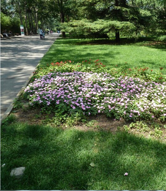 綠化養(yǎng)護(hù)