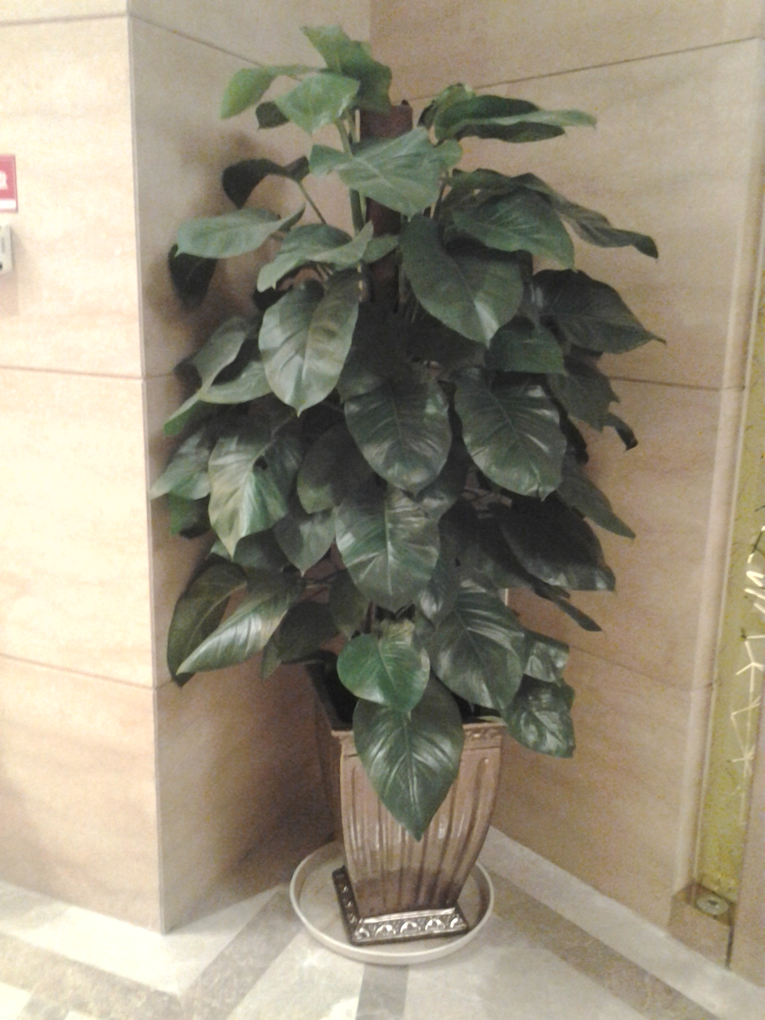 大綠蘿(放心產(chǎn)品)