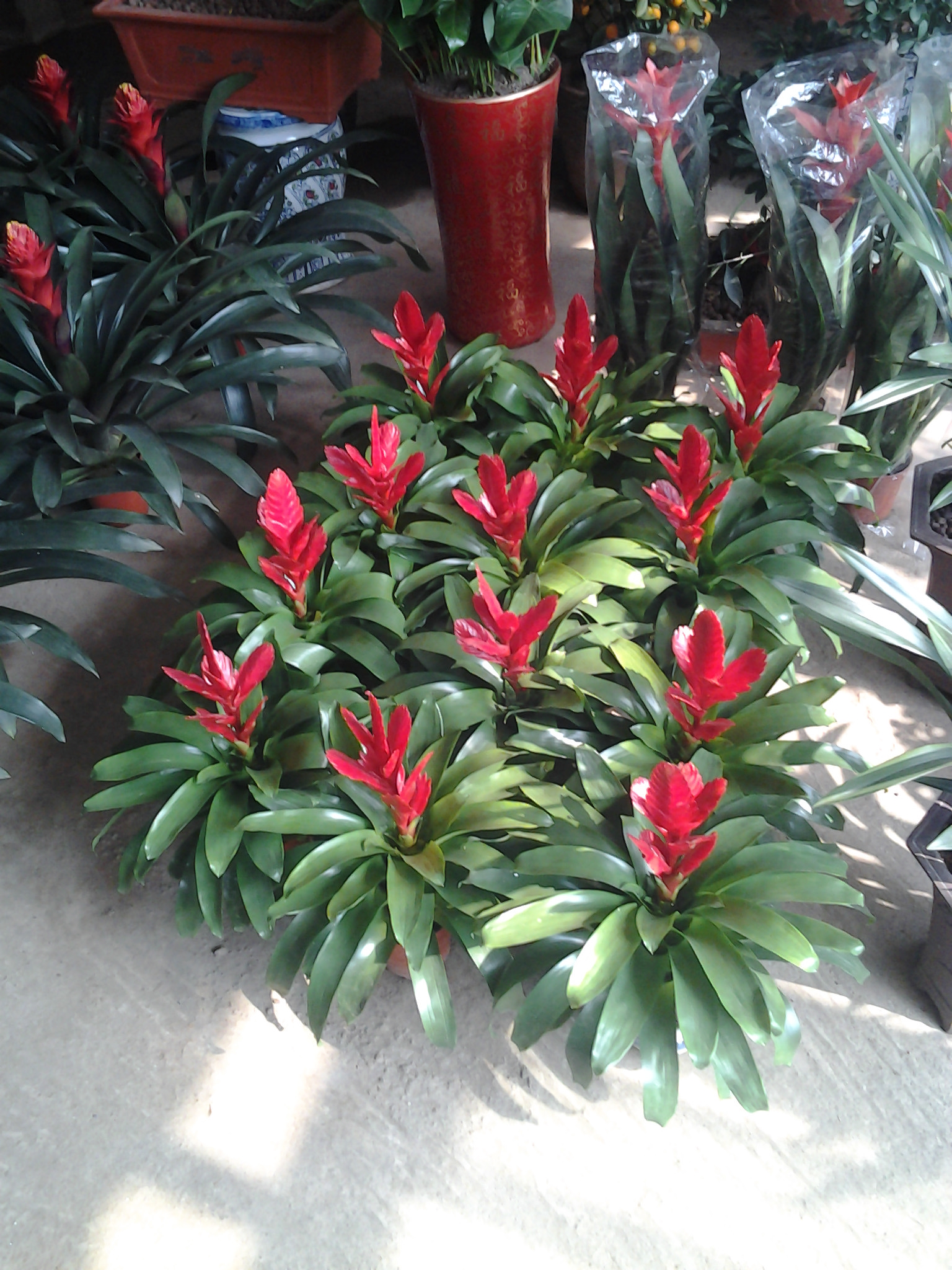 鶯歌(小盆植物)