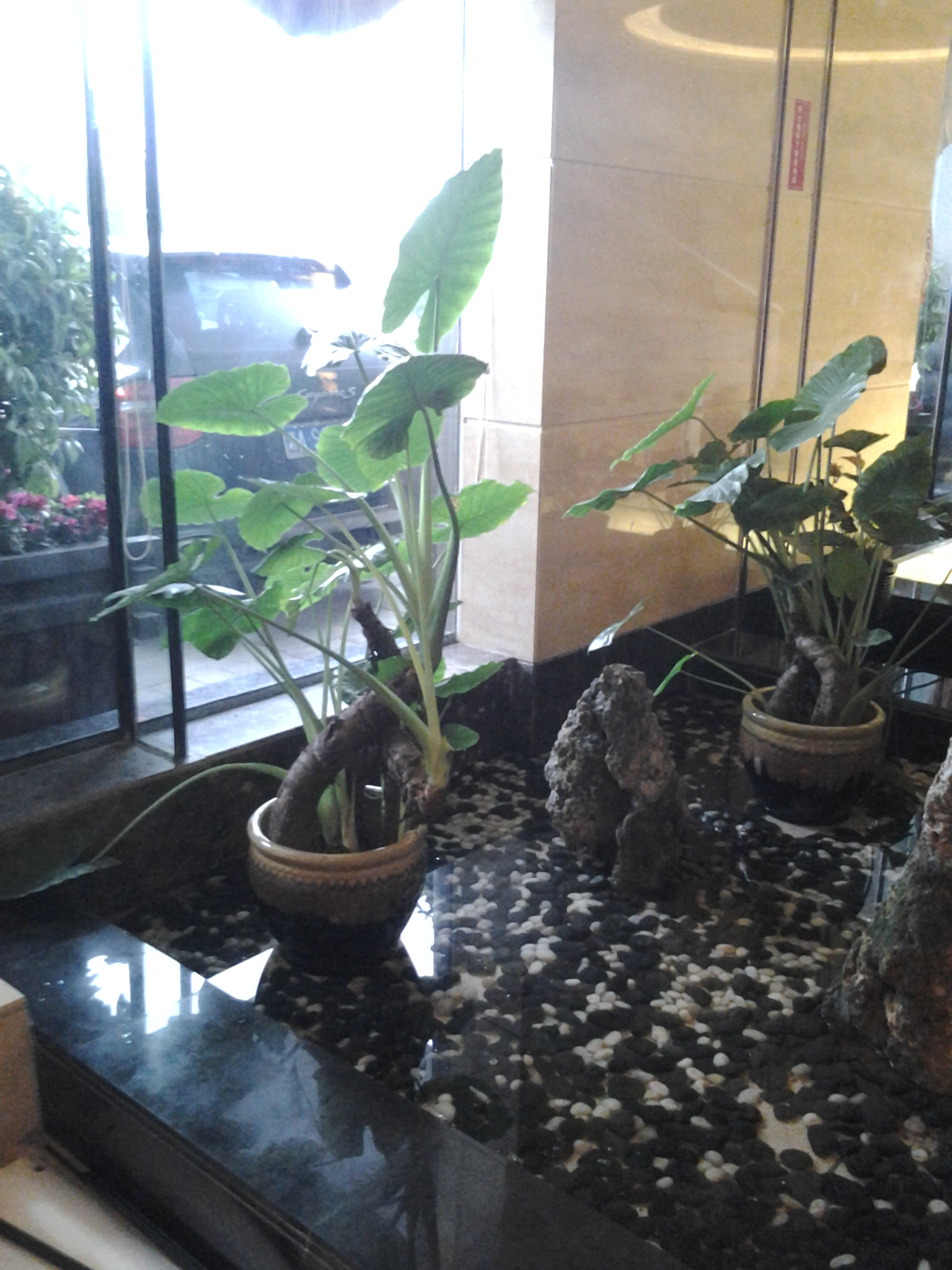 大滴水觀音(放心產(chǎn)品)