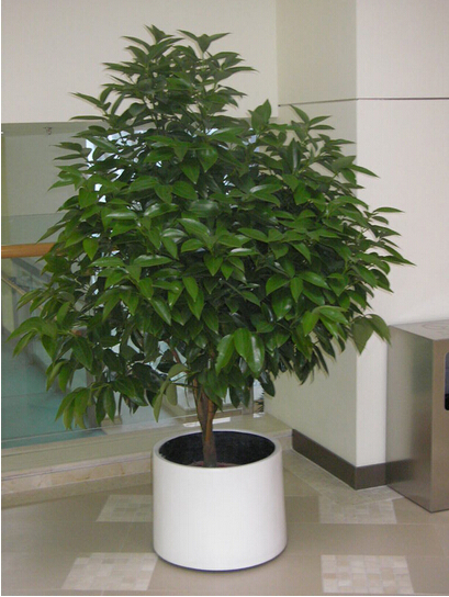 平安樹(大盆植物)