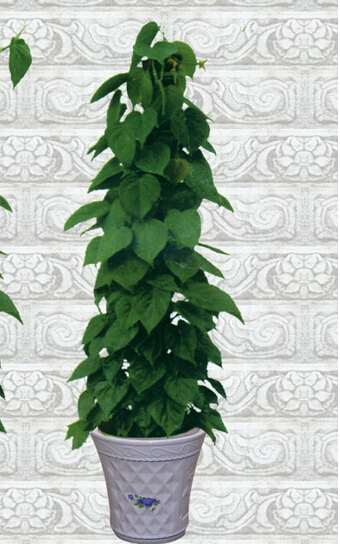 青葉騰(大盆植物)