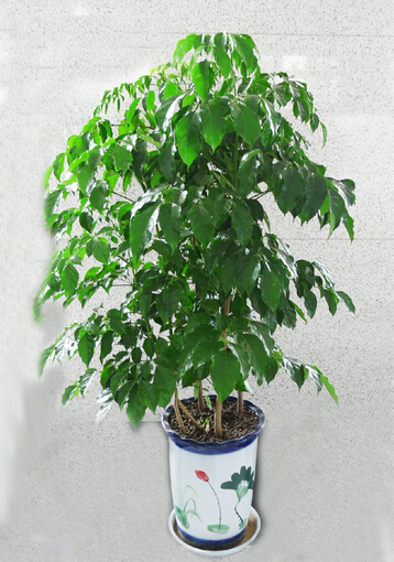 大綠寶(大盆植物)