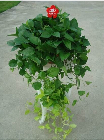 綠航(大盆植物)