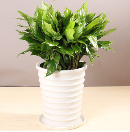 大萬年青(中盆植物)