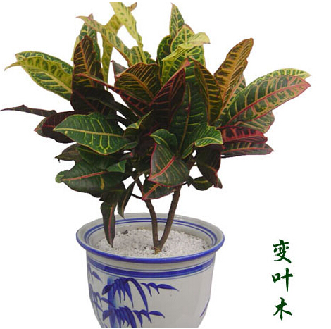 變?nèi)~木(中盆植物)