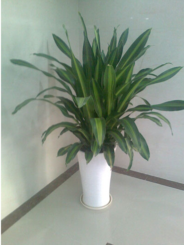 金邊也門鐵(中盆植物)