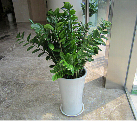 金錢樹(中盆植物)