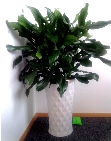 羅紋鐵(中盆植物)