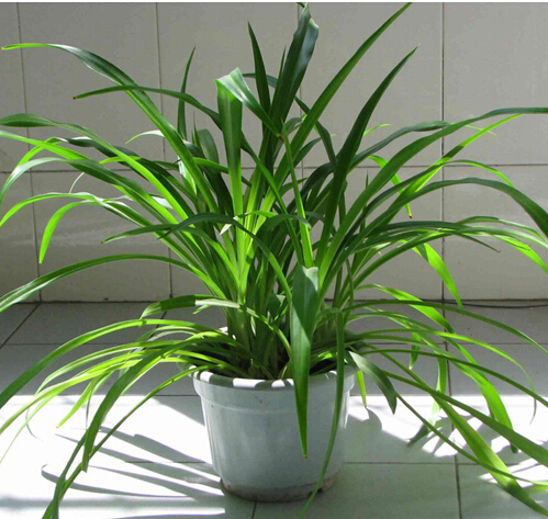 蘭花(中盆植物)