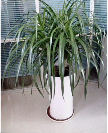 龍血蘭(中盆植物)