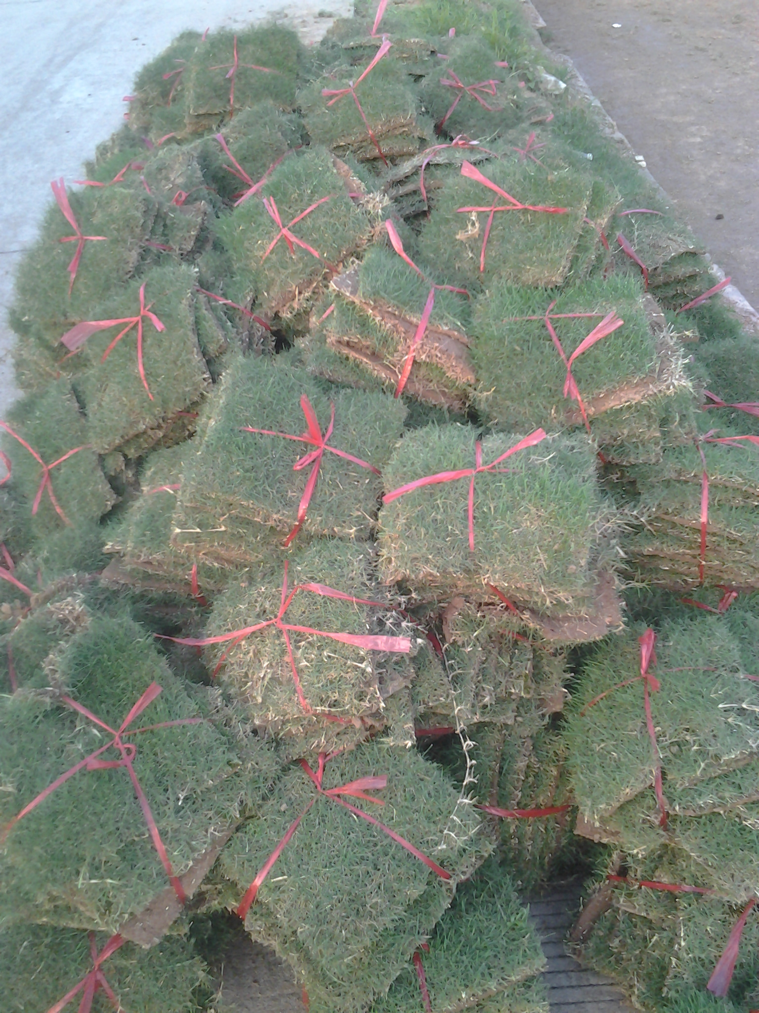 綠化養(yǎng)護(hù)