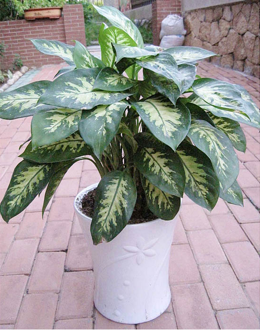 斑馬萬年青(小盆植物)