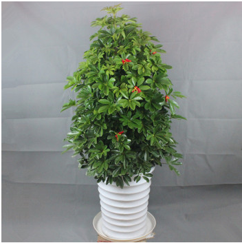 鵝柴掌(大盆植物)