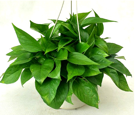 黃金葛吊蘭(小盆植物)