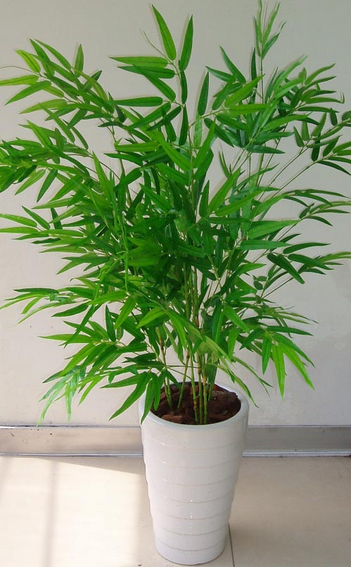 觀音竹(小盆植物)