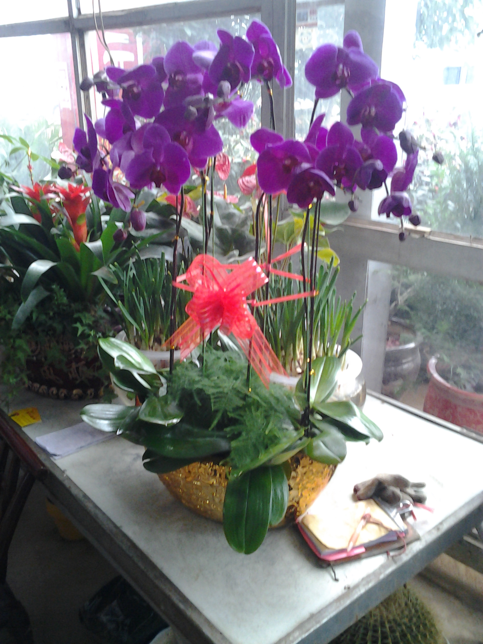 蝴蝶蘭組合(放心產(chǎn)品)