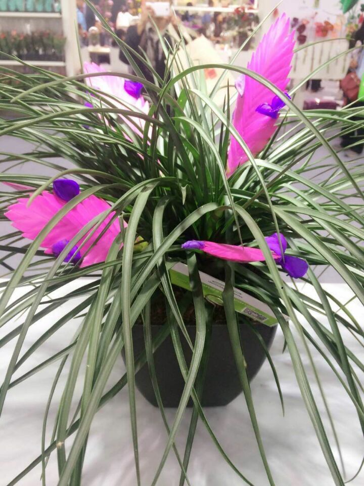 長沙花卉租賃-盆景