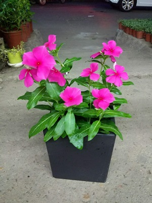 長春花(小盆植物)